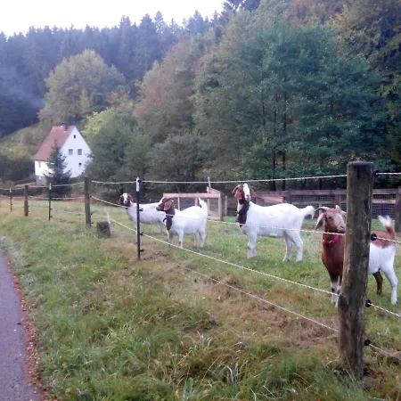 Fewo Pacohaus Naehe Willingen Diemelsee Brilon Buitenkant foto